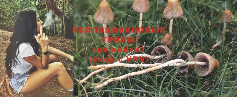 купить наркоту  Бутурлиновка  Галлюциногенные грибы Psilocybine cubensis 